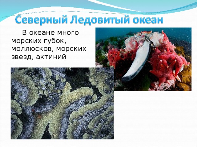 В океане много морских губок, моллюсков, морских звезд, актиний 