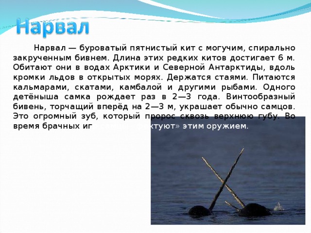Нарвал — буроватый пятнистый кит с могучим, спирально закрученным бивнем. Длина этих редких китов достигает 6 м. Обитают они в водах Арктики и Северной Антарктиды, вдоль кромки льдов в открытых морях. Держатся стаями. Питаются кальмарами, скатами, камбалой и другими рыбами. Одного детёныша самка рождает раз в 2—3 года. Винтообразный бивень, торчащий вперёд на 2—3 м, украшает обычно самцов. Это огромный зуб, который пророс сквозь верхнюю губу. Во время брачных иг р самцы «фехтуют» этим оружием. 