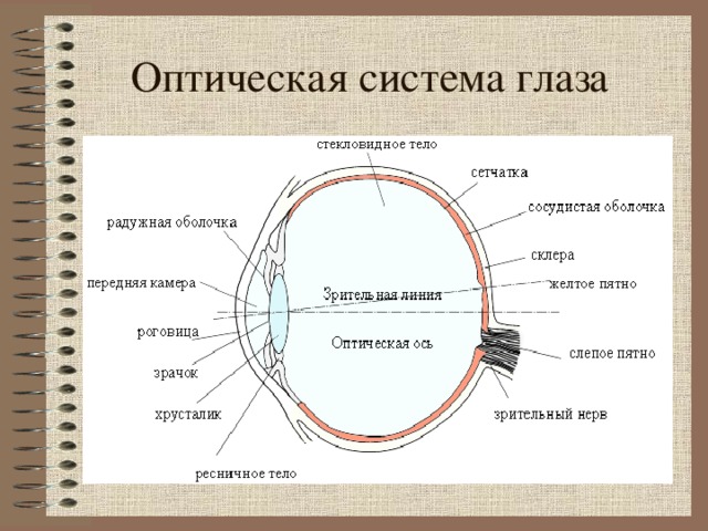 Оптическая система глаза Рисунок с сайта http://aco.ifmo.ru/el_books/introduction_into_specialization/glava-2/glava-2-1.html  