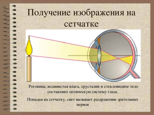 Получение изображения на сетчатке http://www.fizika.ru/theory/tema-12/p12p.htm  Роговица, водянистая влага, хрусталик и стекловидное тело составляют оптическую систему глаза. Попадая на сетчатку, свет вызывает раздражение зрительных нервов  