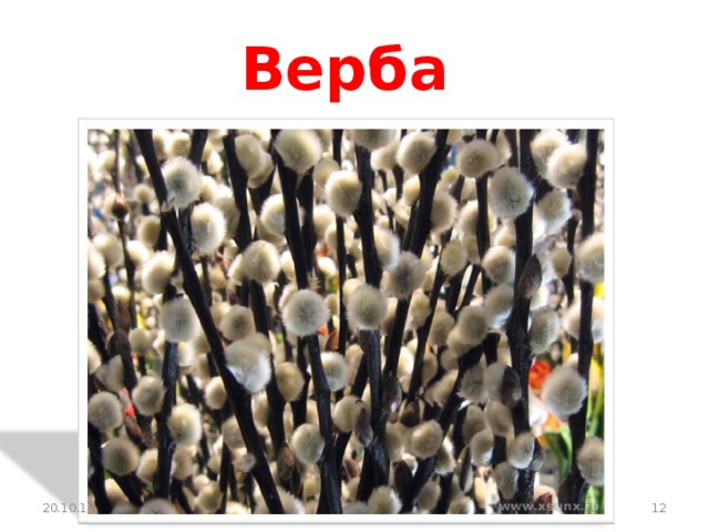 Верба 20.10.16  