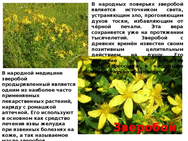 В народных поверьях зверобой является источником света, устраняющим зло, прогоняющим духов тоски, избавляющим от чёрной печали. Эта вера сохраняется уже на протяжении тысячелетий. Зверобой с древних времён известен своим позитивным целительным действием на душу. Его действие в качестве антидепрессанта в настоящее время научно обосновано.  В народной медицине зверобой продырявленный является одним из наиболее часто применяемых лекарственных растений, наряду с ромашкой аптечной. Его используют в основном как средство лечения язвы желудка при язвенных болезнях на коже, а так называемое масло зверобоя применяется, и при стоматитах и т.д.   Зверобой 