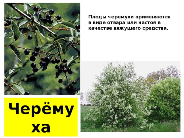 Плоды черемухи применяются в виде отвара или настоя в качестве вяжущего средства. Черёмуха 
