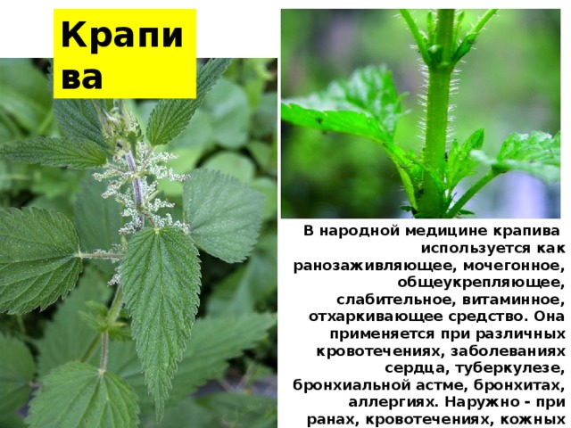 Крапива В народной медицине крапива используется как ранозаживляющее, мочегонное, общеукрепляющее, слабительное, витаминное, отхаркивающее средство. Она применяется при различных кровотечениях, заболеваниях сердца, туберкулезе, бронхиальной астме, бронхитах, аллергиях. Наружно - при ранах, кровотечениях, кожных заболеваниях, для укрепления волос. 