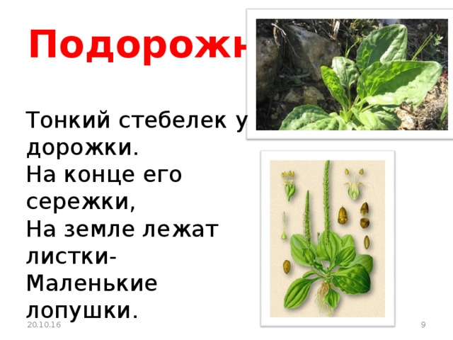 Подорожник  Тонкий стебелек у дорожки. На конце его сережки, На земле лежат листки- Маленькие лопушки. 20.10.16  