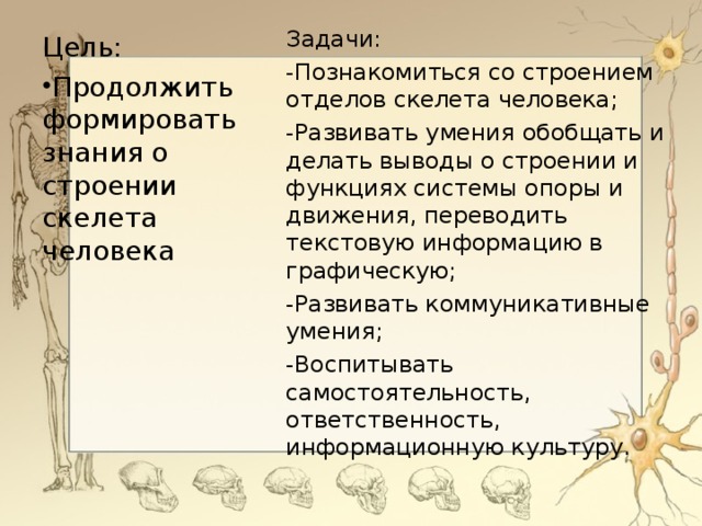 Задачи: -Познакомиться со строением отделов скелета человека; -Развивать умения обобщать и делать выводы о строении и функциях системы опоры и движения, переводить текстовую информацию в графическую; -Развивать коммуникативные умения; -Воспитывать самостоятельность, ответственность, информационную культуру. Цель: