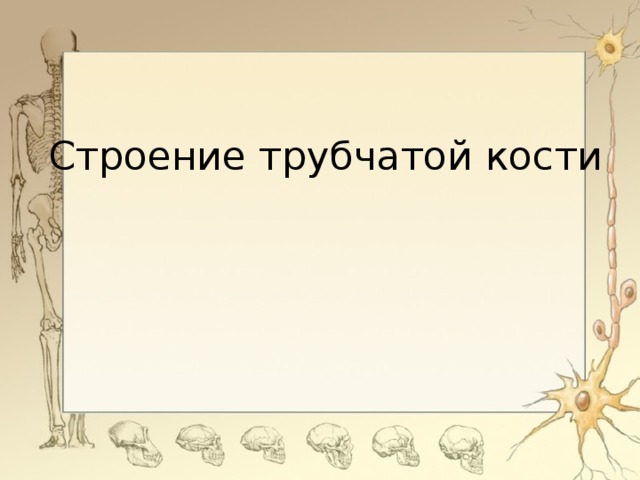 Строение трубчатой кости