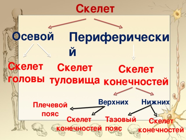 Скелет Периферический Осевой Скелет головы Скелет туловища Скелет конечностей Верхних Нижних Плечевой пояс Скелет конечностей Тазовый пояс Скелет конечностей