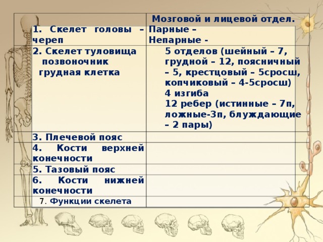 Отдел скелета особенности скелета функции таблица