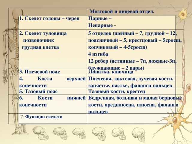 Открытый урок в 8 классе "Скелет головы, туловища и конечностей"