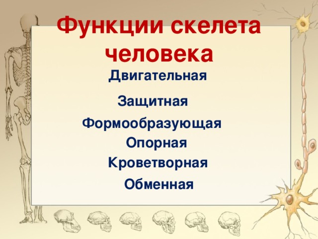 Функции скелета человека Двигательная Защитная Формообразующая Опорная Кроветворная Обменная