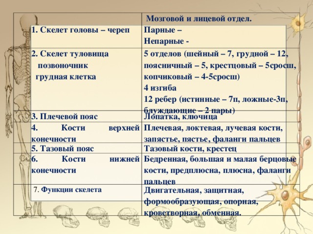 1. Скелет головы – череп  Мозговой и лицевой отдел. Парные – Непарные - 2. Скелет туловища  позвоночник  грудная клетка 5 отделов (шейный – 7, грудной – 12, поясничный – 5, крестцовый – 5сросш, копчиковый – 4-5сросш) 4 изгиба 12 ребер (истинные – 7п, ложные-3п, блуждающие – 2 пары) 3. Плечевой пояс Лопатка, ключица 4. Кости верхней конечности Плечевая, локтевая, лучевая кости, запястье, пястье, фаланги пальцев 5. Тазовый пояс Тазовый кости, крестец 6. Кости нижней конечности Бедренная, большая и малая берцовые кости, предплюсна, плюсна, фаланги пальцев  7. Функции скелета Двигательная, защитная, формообразующая, опорная, кроветворная, обменная.