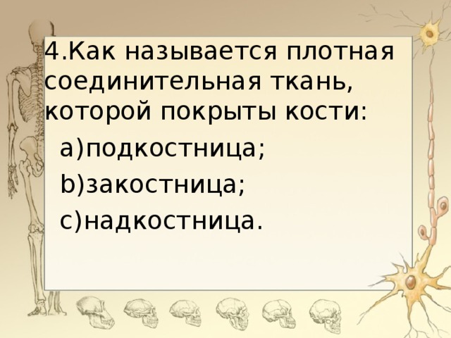 4. Как называется плотная соединительная ткань, которой покрыты кости: a) подкостница; b) закостница; c) надкостница.