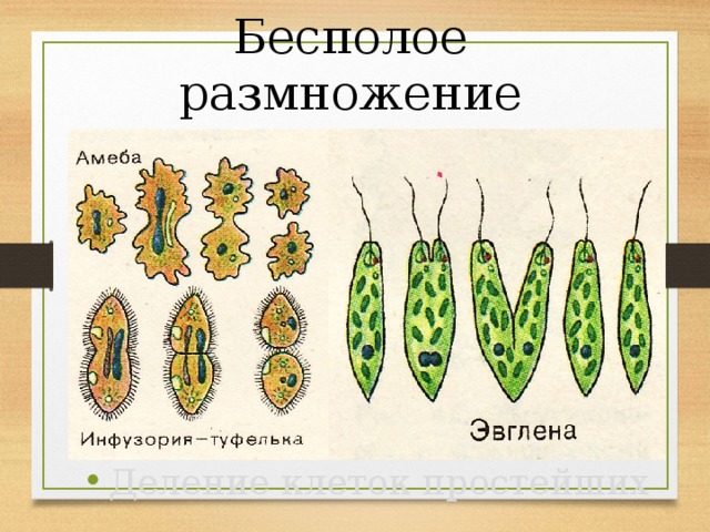 Бесполое размножение Деление клеток простейших 