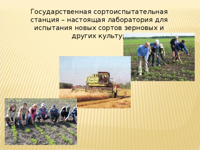 Государственная сортоиспытательная станция – настоящая лаборатория для испытания новых сортов зерновых и других культур 