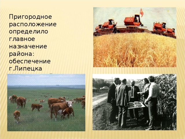 Пригородное расположение определило главное назначение района: обеспечение г.Липецка сельскохозяйственной продукцией 