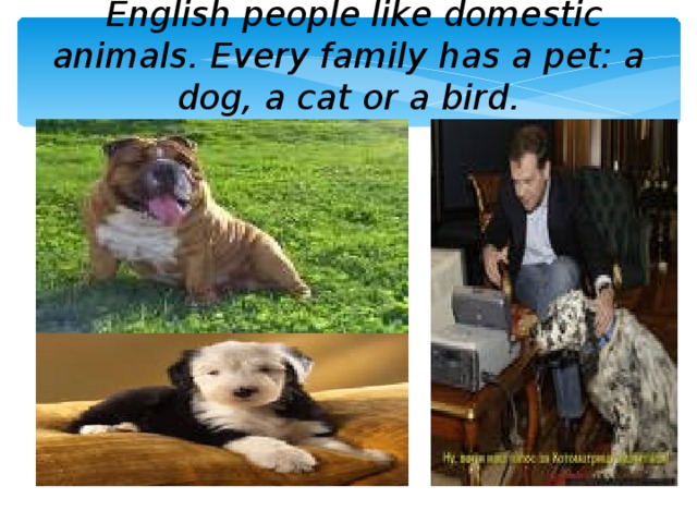  English people like domestic animals. Every family has a pet: a dog, a cat or a bird.   