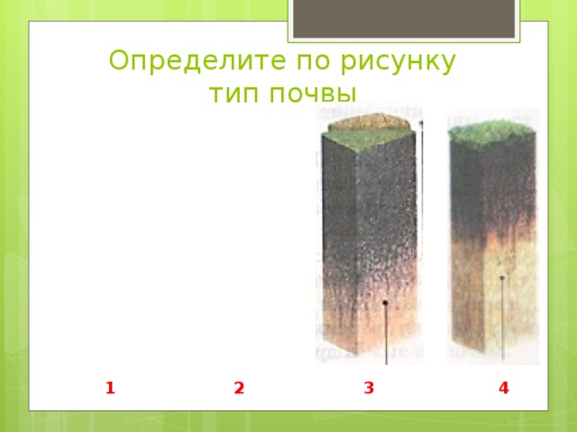 Определите по рисунку  тип почвы 1 2 3 4 