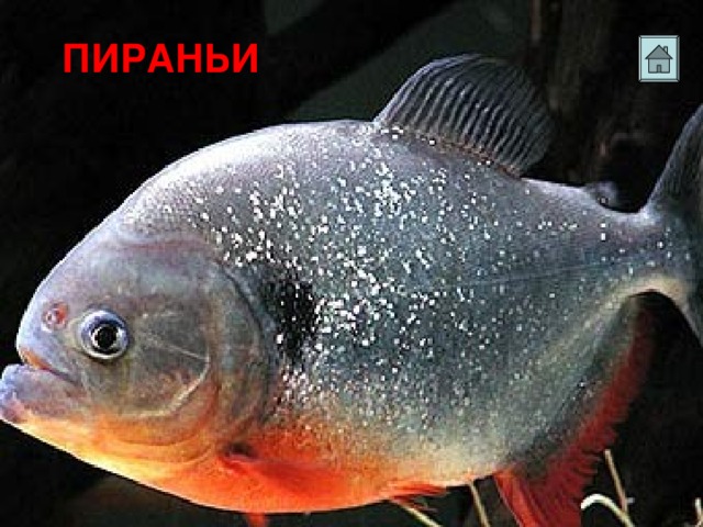 ПИРАНЬИ