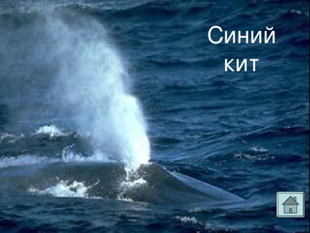 Синий  кит