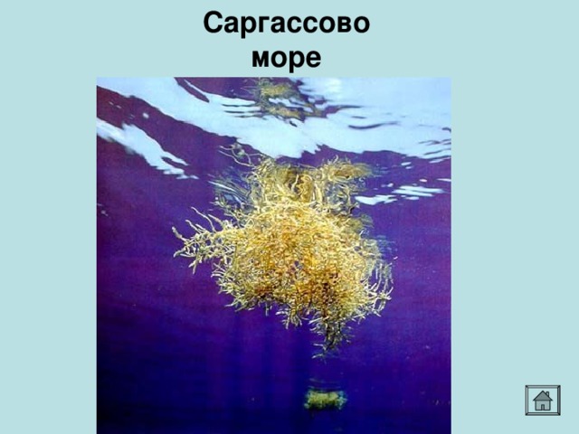 Саргассово море