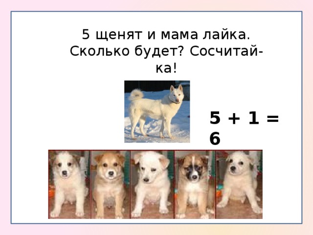 5 щенят и мама лайка. Сколько будет? Сосчитай-ка! 5 + 1 = 6 