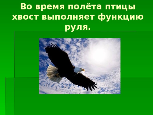 Фотография какого либо насекомого или птицы какие части тела являются рычагами презентация