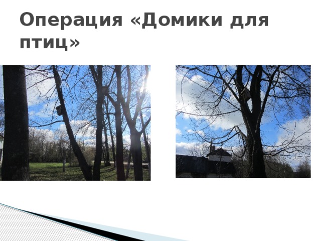 Операция «Домики для птиц» 