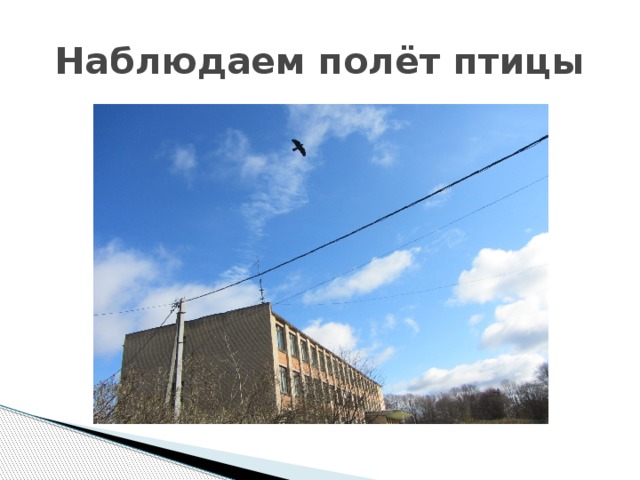 Наблюдаем полёт птицы 