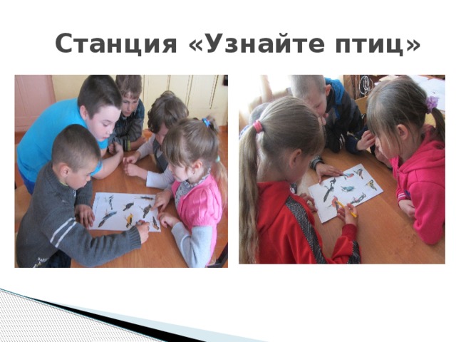  Станция «Узнайте птиц» 