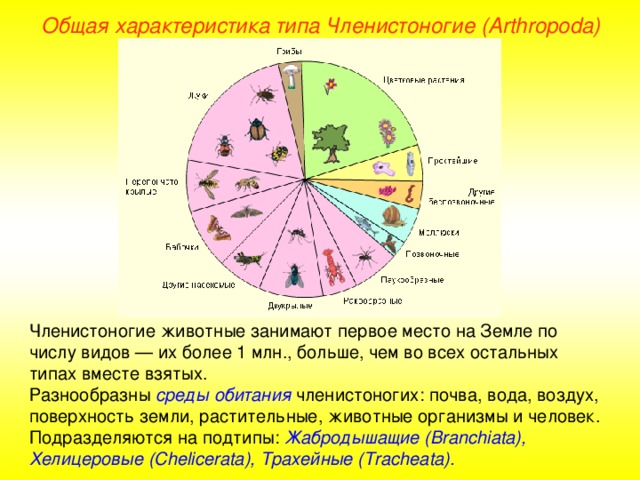 Общая характеристика типа Членистоногие (Arthropoda) Членистоногие животные занимают первое место на Земле по числу видов — их более 1 млн., больше, чем во всех остальных типах вместе взятых. Разнообразны среды обитания членистоногих: почва, вода, воздух, поверхность земли, растительные, животные организмы и человек. Подразделяются на подтипы: Жабродышащие (Branchiata), Хелицеровые (Chelicerata), Трахейные (Tracheata). 