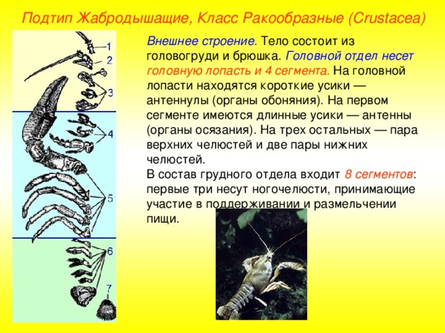 Подтип Жабродышащие, Класс Ракообразные ( Crustacea ) Внешнее строение . Тело состоит из головогруди и брюшка. Головной отдел несет головную лопасть и 4 сегмента. На головной лопасти находятся короткие усики — антеннулы (органы обоняния). На первом сегменте имеются длинные усики — антенны (органы осязания). На трех остальных — пара верхних челюстей и две пары нижних челюстей. В состав грудного отдела входит 8 сегментов : первые три несут ногочелюсти, принимающие участие в поддерживании и размельчении пищи. 