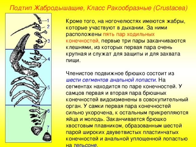 Подтип Жабродышащие, Класс Ракообразные ( Crustacea ) Кроме того, на ногочелюстях имеются жабры, которые участвуют в дыхании. За ними расположены пять пар ходильных конечностей, первые три пары заканчиваются клешнями, из которых первая пара очень крупная и служат для защиты и для захвата пищи. Членистое подвижное брюшко состоит из шести сегментов анальной лопасти. На сегментах находится по паре конечностей. У самцов первая и вторая пара брюшных конечностей видоизменены в совокупительный орган. У самки первая пара конечностей сильно укорочена, к остальным прикрепляются яйца и молодь. Заканчивается брюшко хвостовым плавником, образованным шестой парой широких двуветвистых пластинчатых конечностей и анальной уплощенной лопастью на тельсоне . 