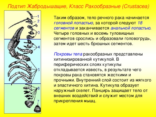 Подтип Жабродышащие, Класс Ракообразные ( Crustacea ) Таким образом, тело речного рака начинается головной лопастью , за которой следуют 18 сегментов и заканчивается анальной лопастью . Четыре головных и восемь туловищных сегментов срослись и образовали головогрудь, затем идет шесть брюшных сегментов.  Покровы тела ракообразных представлены хитинизированной кутикулой. В периферических слоях кутикулы откладывается известь, в результате чего покровы рака становятся жесткими и прочными. Внутренний слой состоит из мягкого и эластичного хитина. Кутикула образует наружный скелет. Панцирь защищает тело от внешних воздействий и служит местом для прикрепления мышц. 