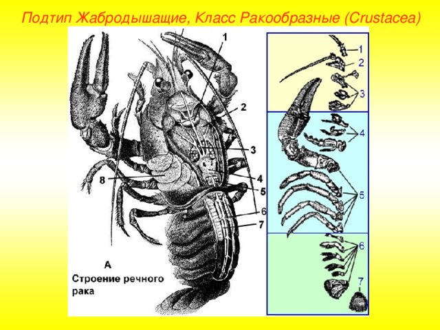 Подтип Жабродышащие, Класс Ракообразные ( Crustacea ) 