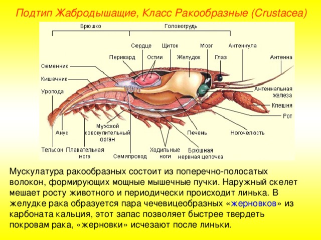 Подтип Жабродышащие, Класс Ракообразные ( Crustacea ) Мускулатура ракообразных состоит из поперечно-полосатых волокон, формирующих мощные мышечные пучки. Наружный скелет мешает росту животного и периодически происходит линька. В желудке рака образуется пара чечевицеобразных « жерновков » из карбоната кальция, этот запас позволяет быстрее твердеть покровам рака, «жерновки» исчезают после линьки. 