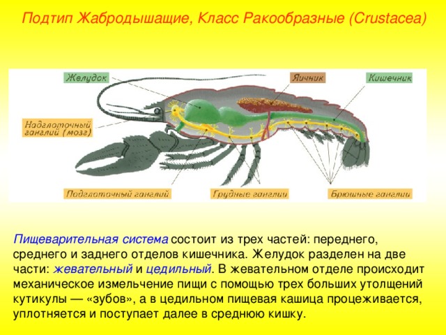 Подтип Жабродышащие, Класс Ракообразные ( Crustacea ) Пищеварительная система состоит из трех частей: переднего, среднего и заднего отделов кишечника. Желудок разделен на две части: жевательный и цедильный . В жевательном отделе происходит механическое измельчение пищи с помощью трех больших утолщений кутикулы — «зубов», а в цедильном пищевая кашица процеживается, уплотняется и поступает далее в среднюю кишку. 
