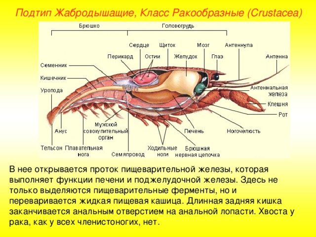 Подтип Жабродышащие, Класс Ракообразные ( Crustacea ) В нее открывается проток пищеварительной железы, которая выполняет функции печени и поджелудочной железы. Здесь не только выделяются пищеварительные ферменты, но и переваривается жидкая пищевая кашица. Длинная задняя кишка заканчивается анальным отверстием на анальной лопасти. Хвоста у рака, как у всех членистоногих, нет. 