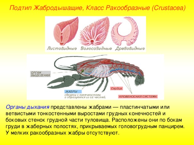 Подтип Жабродышащие, Класс Ракообразные ( Crustacea ) Органы дыхания представлены жабрами — пластинчатыми или ветвистыми тонкостенными выростами грудных конечностей и боковых стенок грудной части туловища. Расположены они по бокам груди в жаберных полостях, прикрываемых головогрудным панцирем. У мелких ракообразных жабры отсутствуют. 