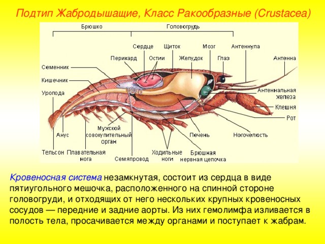 Подтип Жабродышащие, Класс Ракообразные ( Crustacea ) Кровеносная система незамкнутая, состоит из сердца в виде пятиугольного мешочка, расположенного на спинной стороне головогруди, и отходящих от него нескольких крупных кровеносных сосудов — передние и задние аорты. Из них гемолимфа изливается в полость тела, просачивается между органами и поступает к жабрам. 
