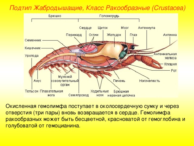 Подтип Жабродышащие, Класс Ракообразные ( Crustacea ) Окисленная гемолимфа поступает в околосердечную сумку и через отверстия (три пары) вновь возвращается в сердце. Гемолимфа ракообразных может быть бесцветной, красноватой от гемоглобина и голубоватой от гемоцианина. 