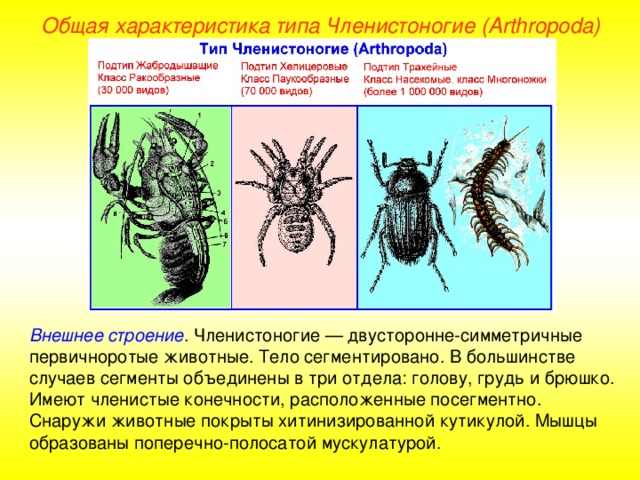 Общая характеристика типа Членистоногие (Arthropoda) Внешнее строение . Членистоногие — двусторонне-симметричные первичноротые животные. Тело сегментировано. В большинстве случаев сегменты объединены в три отдела: голову, грудь и брюшко. Имеют членистые конечности, расположенные посегментно. Снаружи животные покрыты хитинизированной кутикулой. Мышцы образованы поперечно-полосатой мускулатурой. 
