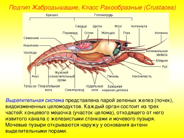 Подтип Жабродышащие, Класс Ракообразные ( Crustacea ) Выделительная система представлена парой зеленых желез (почек), видоизмененных целомодуктов. Каждый орган состоит из трех частей: концевого мешочка (участок целома), отходящего от него извитого канала с железистыми стенками и мочевого пузыря. Мочевые пузыри открываются наружу у основания антенн выделительными порами. 