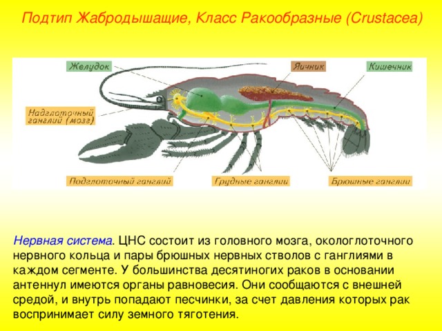 Подтип Жабродышащие, Класс Ракообразные ( Crustacea ) Нервная система . ЦНС состоит из головного мозга, окологлоточного нервного кольца и пары брюшных нервных стволов с ганглиями в каждом сегменте. У большинства десятиногих раков в основании антеннул имеются органы равновесия. Они сообщаются с внешней средой, и внутрь попадают песчинки, за счет давления которых рак воспринимает силу земного тяготения. 