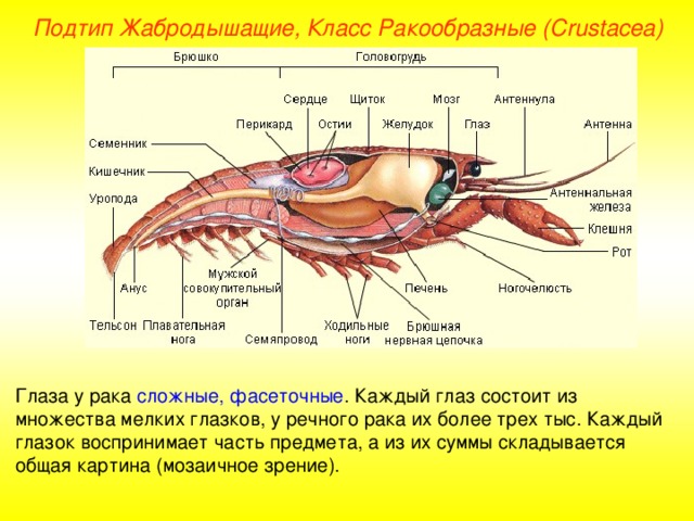 Подтип Жабродышащие, Класс Ракообразные ( Crustacea ) Глаза у рака сложные, фасеточные . Каждый глаз состоит из множества мелких глазков, у речного рака их более трех тыс. Каждый глазок воспринимает часть предмета, а из их суммы складывается общая картина (мозаичное зрение). 