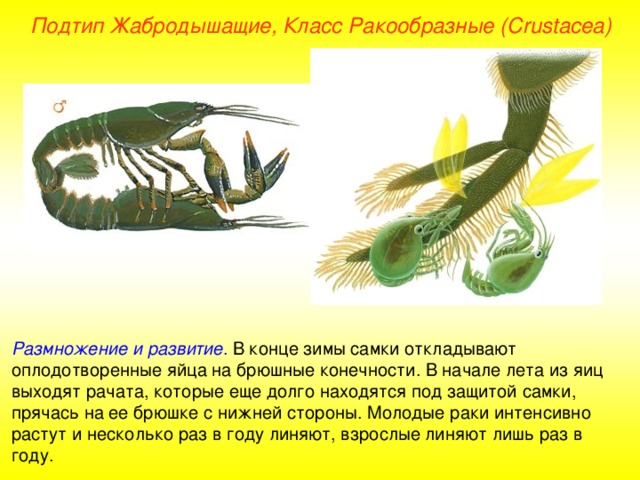 Подтип Жабродышащие, Класс Ракообразные ( Crustacea ) Размножение и развитие . В конце зимы самки откладывают оплодотворенные яйца на брюшные конечности. В начале лета из яиц выходят рачата, которые еще долго находятся под защитой самки, прячась на ее брюшке с нижней стороны. Молодые раки интенсивно растут и несколько раз в году линяют, взрослые линяют лишь раз в году. 