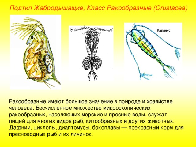 Подтип Жабродышащие, Класс Ракообразные ( Crustacea ) Ракообразные имеют большое значение в природе и хозяйстве человека. Бесчисленное множество микроскопических ракообразных, населяющих морские и пресные воды, служат пищей для многих видов рыб, китообразных и других животных. Дафнии, циклопы, диаптомусы, бокоплавы — прекрасный корм для пресноводных рыб и их личинок. 