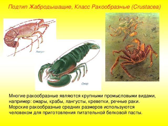 Подтип Жабродышащие, Класс Ракообразные ( Crustacea ) Многие ракообразные являются крупными промысловыми видами, например: омары, крабы, лангусты, креветки, речные раки. Морские ракообразные средних размеров используются человеком для приготовления питательной белковой пасты. 