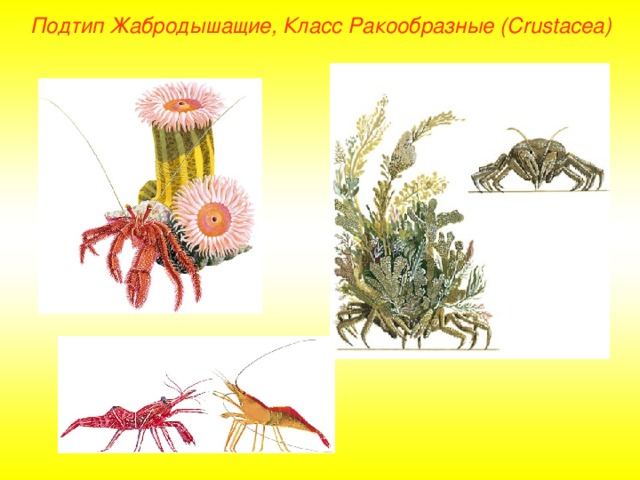 Подтип Жабродышащие, Класс Ракообразные ( Crustacea ) 