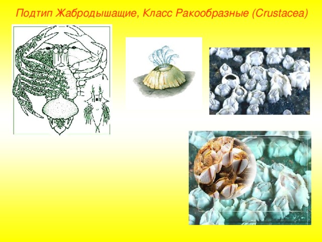Подтип Жабродышащие, Класс Ракообразные ( Crustacea ) 